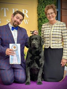 Westminster Kennel Club Dog Show Labrador