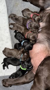 Laguna Labradors 2025 Litter
