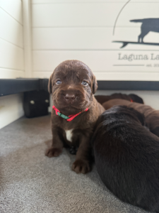 Adorable Labrador Retriever Puppy