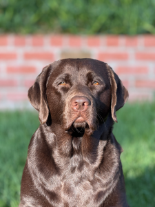 Gorgeous Block Head English Lab