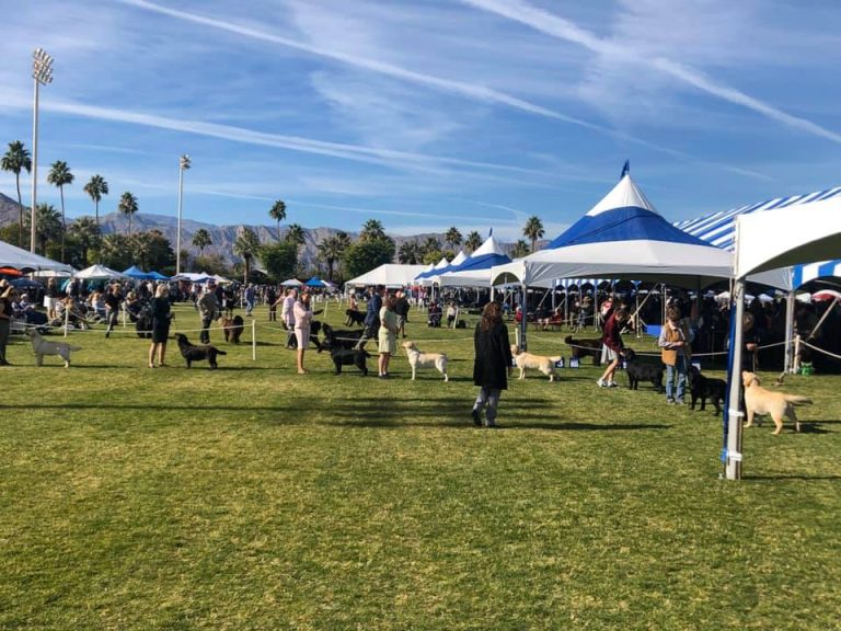 Kennel Club of Palm Springs Labrador Retriever 768x576