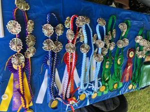 Kennel Club of Palm Springs Labrador Specialty 300x225
