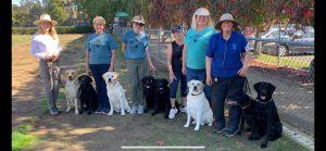 Labrador Rally 300x139