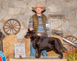 Laguna Labradors Best of Breed Puppy