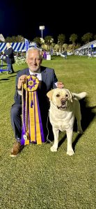 Maverick Ch Amethyst Top Gun CGC was Best In Specialty show at the Labrador Retriever Club of Southern California PM show under Mr Roger Orton 1 138x300