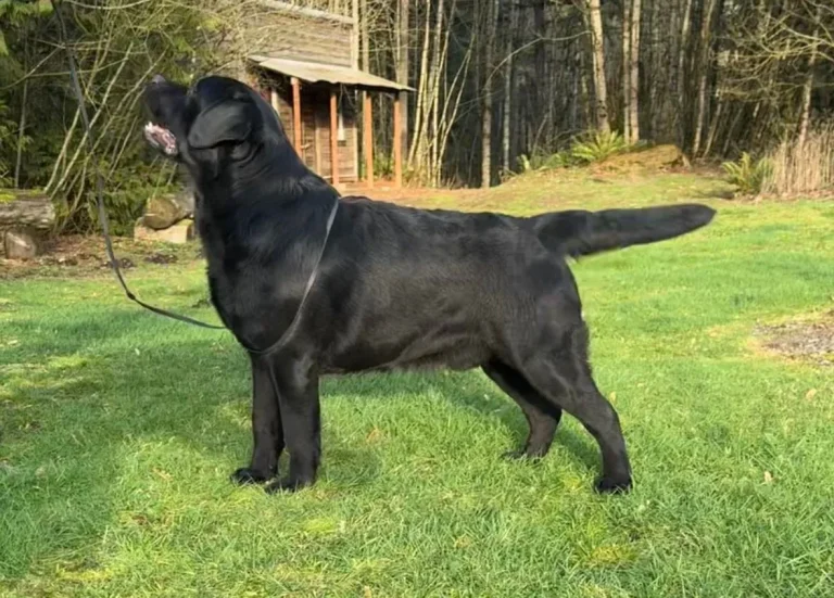 Mayday2 1920w.jpg 768x551