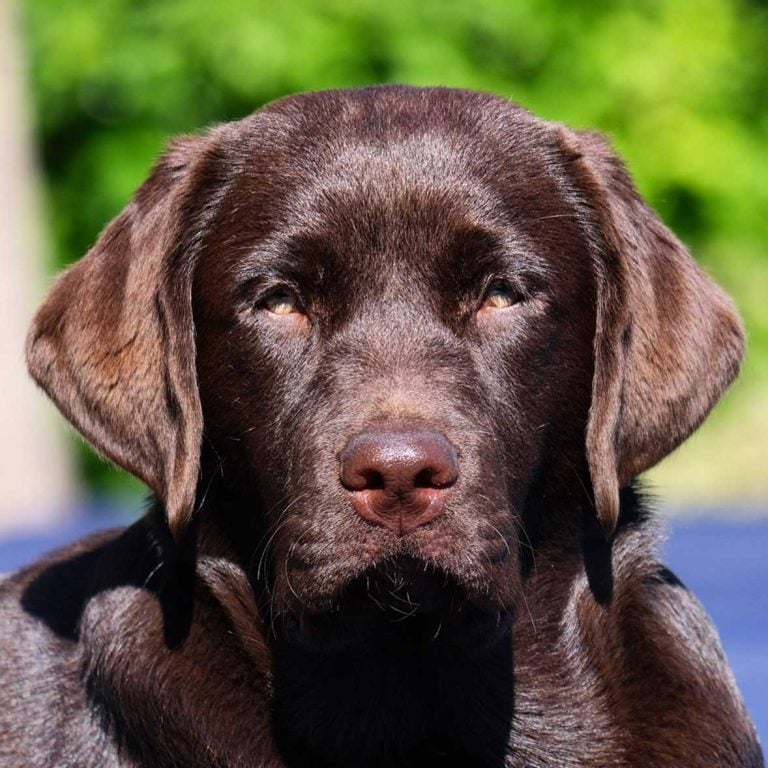 Gorgeous Chocolate Labrador