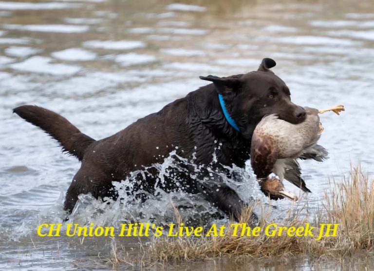 CH Union Hill's Live At The Greek JH "Shiloh"