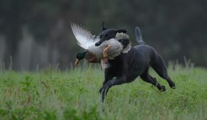 2025 Chino Dog Park Fall Hunt Tests