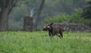 Hunt Test 2025 Chino Dog Park