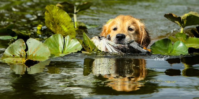 Northern Michigan Retriever Club (NMRC)