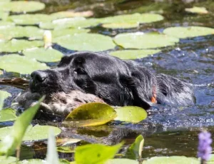 Labrador Retriever Club of Greater Boston (LRCGB) Hunt Test