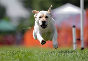 Mid Jersey Labrador Retriever Club (MJLRC) Fast Cat