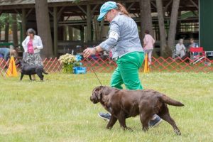 Labrador Retriever Club of Greater Boston (LRCGB) Specialty Show