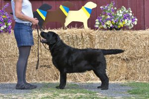 GCHB CH Overlook’s Oliver "Oliver" AKC Dog