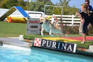 Spirit of St. Louis Labrador Retriever Club (SSLLRC) Dock Diving