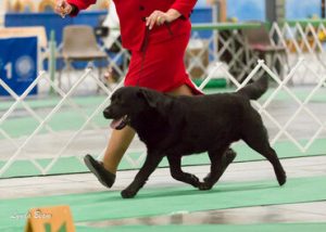 Spirit of St. Louis Labrador Retriever Club (SSLLRC) Specialty Show