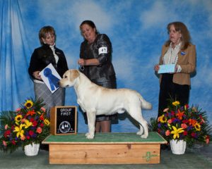 Spirit of St. Louis Labrador Retriever Club (SSLLRC) Specialty Show