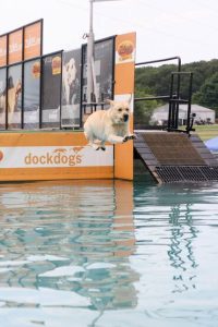 Spirit of St. Louis Labrador Retriever Club (SSLLRC) Dock Diving