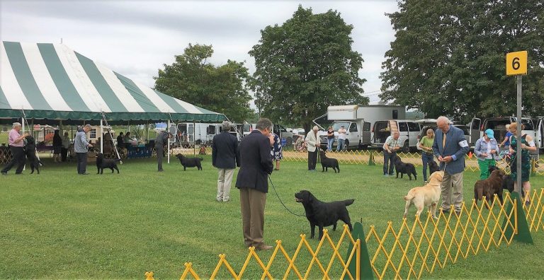 Jersey Skylands Labrador Retriever Club (JSLRC) Specialty Show