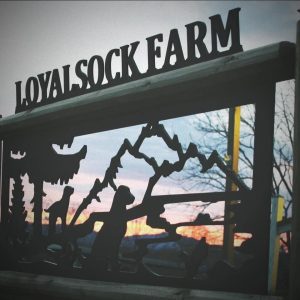 Loyalsock Farm Labrador Retrievers