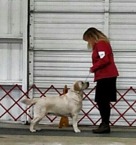 Coastal South Carolina Labrador Retriever Club (CSCLRC) Specialty Show