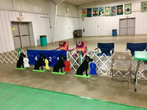 Badger Labrador Retriever Club (BLRC)