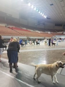 Papago Labrador Retriever Club Arizona Specialty Show