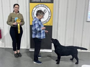Mid Jersey Labrador Retriever Club (MJLRC) Specialty AKC Dog Show