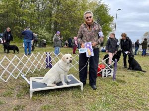Mid Jersey Labrador Retriever Club (MJLRC)