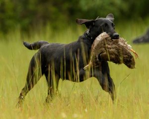 Mid Jersey Labrador Retriever Club (MJLRC) Hunt Test
