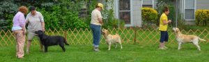 Keystone Labrador Retriever Club (KLRC) Specialty Show
