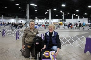 Keystone Labrador Retriever Club (KLRC) BOB