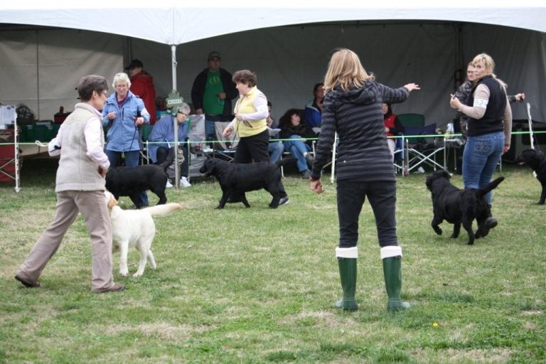 San Joaquin Valley Labrador Retriever Club Specialty Dog Show