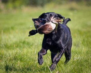 Huron River Labrador Retriever Club (HRLRC) Hunt Test