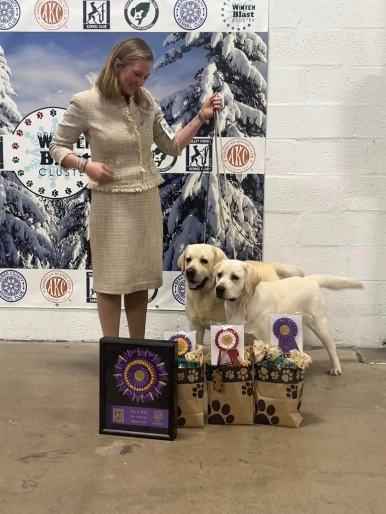 Keystone Labrador Retriever Club (KLRC) BOB