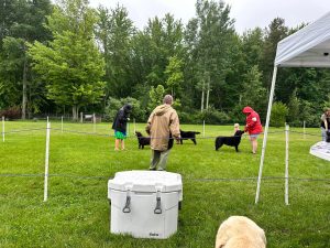 Mid-Michigan Labrador Retriever Club (MMLRC) B Match