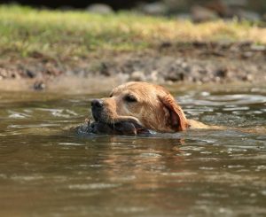Badger Labrador Retriever Club (BLRC) Hunt Test