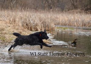 Riverine Retrievers