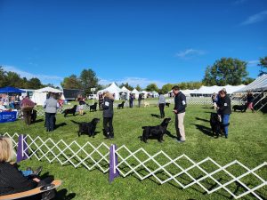 Iroquois Labrador Retriever Club (ILRC) Specialty Show