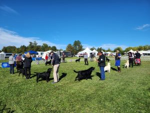 Iroquois Labrador Retriever Club (ILRC) Conformation Show