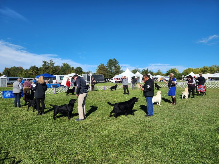 Iroquois Labrador Retriever Club (ILRC) Conformation Show Iroquois Labrador Retriever Club (ILRC) Conformation Show