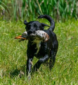 Michigan Flyways Retriever Club (MFRC)