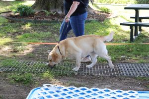 Raleigh-Durham Labrador Retriever Club (RDLRC) Sports