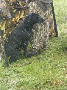 Mesa Grande Retriever Club of Southern California (MGRCSC) Hunt Test