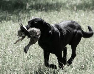 Michigan Flyways Retriever Club (MFRC)