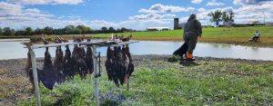 Potomac Labrador Hunt Test
