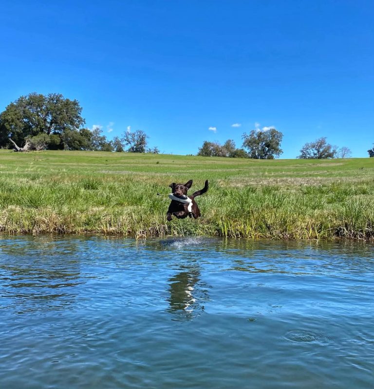 Mesa Grande Retriever Club of Southern California (MGRCSC) Hunt Test