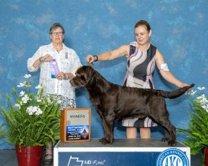Balewater Labradors