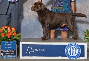 StoneGap Labradors Carthage NC